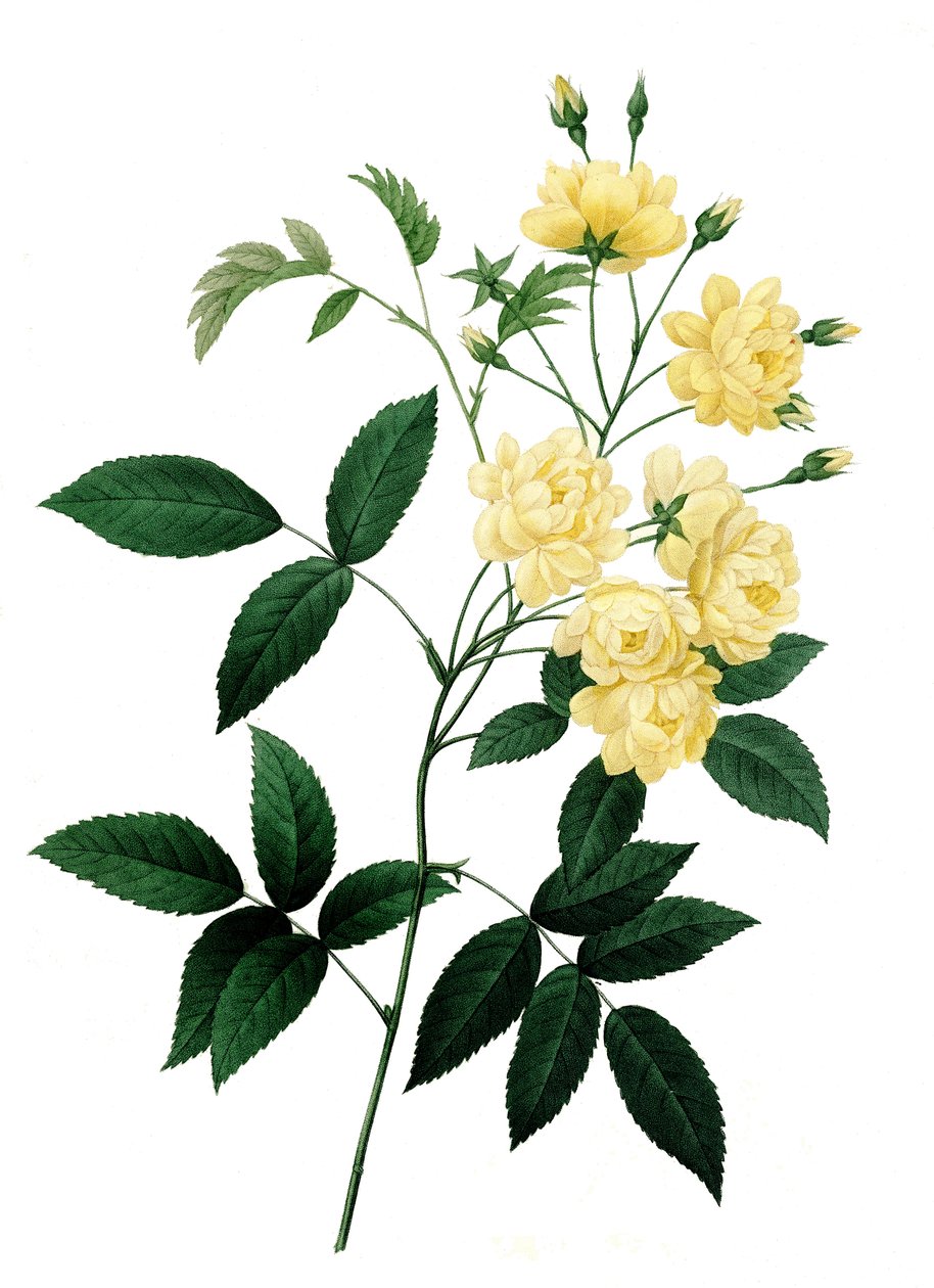 开黄花的班克斯玫瑰变种，Rosa banksiae，班克斯玫瑰 作者 未知艺术家