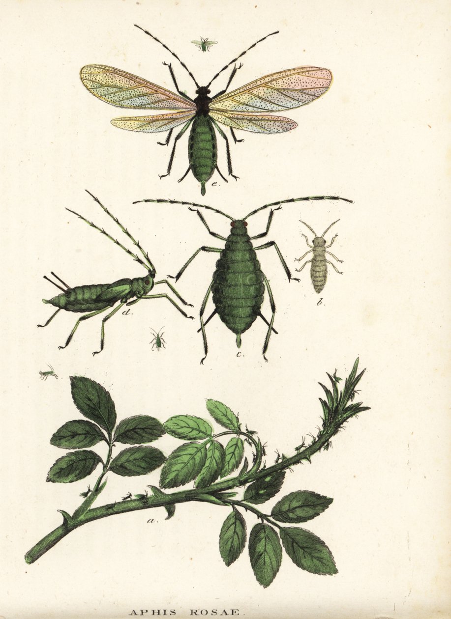 玫瑰丛中的玫瑰蚜 Aphis rosae。Georg Friedrich Treitschke 的自然历史画廊，Naturhistorischer Bildersaal des Thierreiches，Liepzig-1842 手工彩色石版画。 作者 未知艺术家