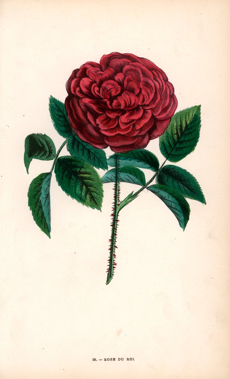 玫瑰王，塞夫勒的苏歇先生从波特兰玫瑰（Rosa portlandica）培育出的杂交品种 作者 未知艺术家