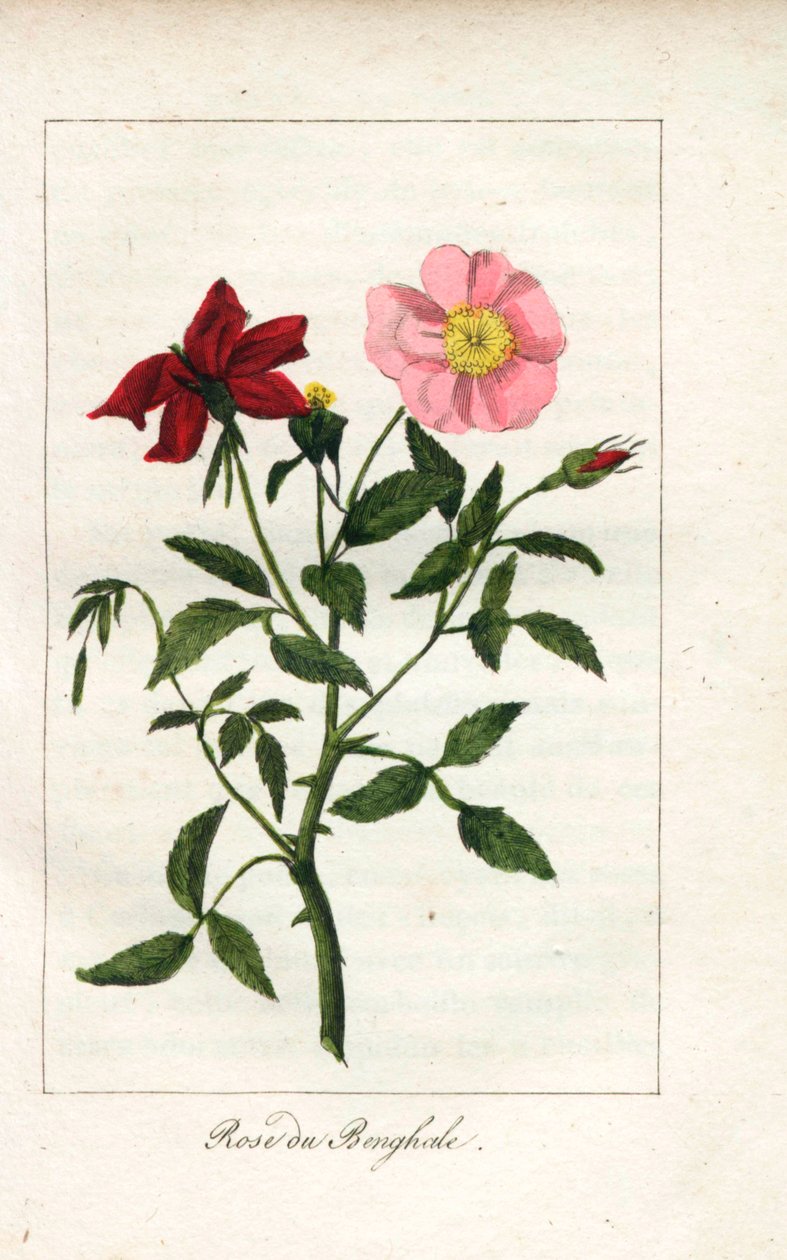 孟加拉玫瑰，Rosa indica。普鲁德霍姆小姐的插图的手工彩色铜版雕刻，选自《向玫瑰致敬》，巴黎，约 1815 年。这是一本介绍玫瑰历史和十几幅植物微型画的礼品册。 作者 未知艺术家