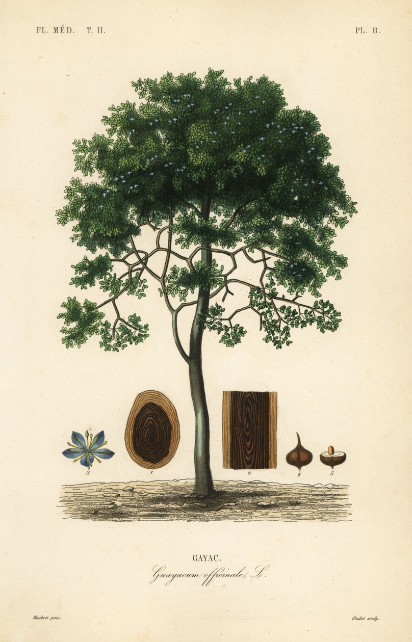 Roughbark stick-life 或 guaiacwood, Guaiacum officinale Guayaci officinale Gayac 作者 不明