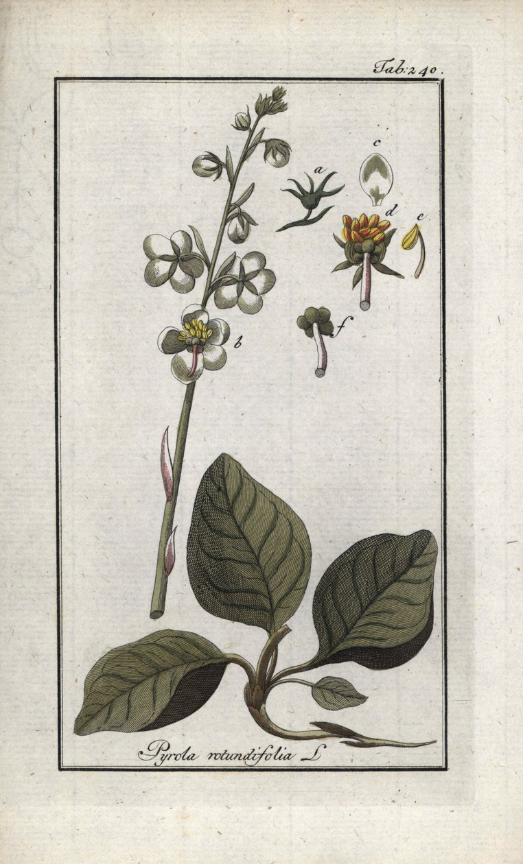 圆叶黄连木（Pyrola rotundifolia）。石版画，选自约翰内斯-佐恩（1739-1799 年）的 "Afbeelding der Artseny-Gewassen"，荷兰 作者 未知艺术家