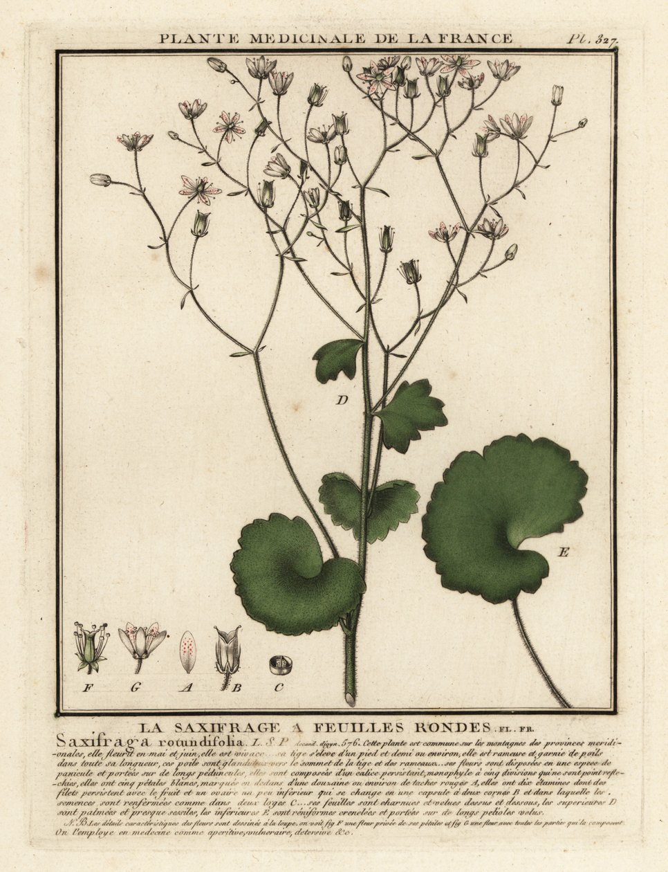 圆叶虎耳草（Saxifraga rotundifolia）。 作者 未知艺术家
