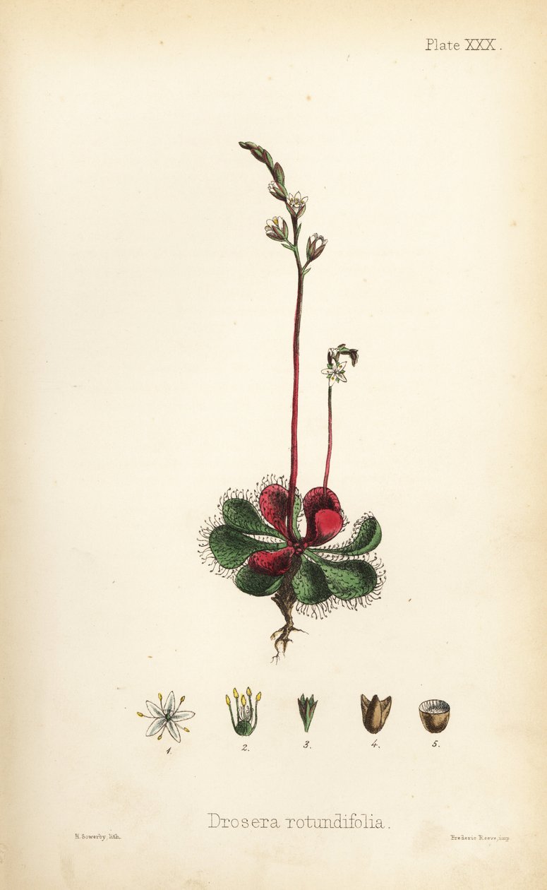 圆叶苏铁，Drosera rotundifolia。亨利-索尔比（Henry Sowerby）根据爱德华-汉密尔顿（Edward Hamilton）的《植物顺势疗法》（Flora Homeopathica）绘制的手绘彩色石版画，伦敦 Bailliere 出版社。 作者 未知艺术家