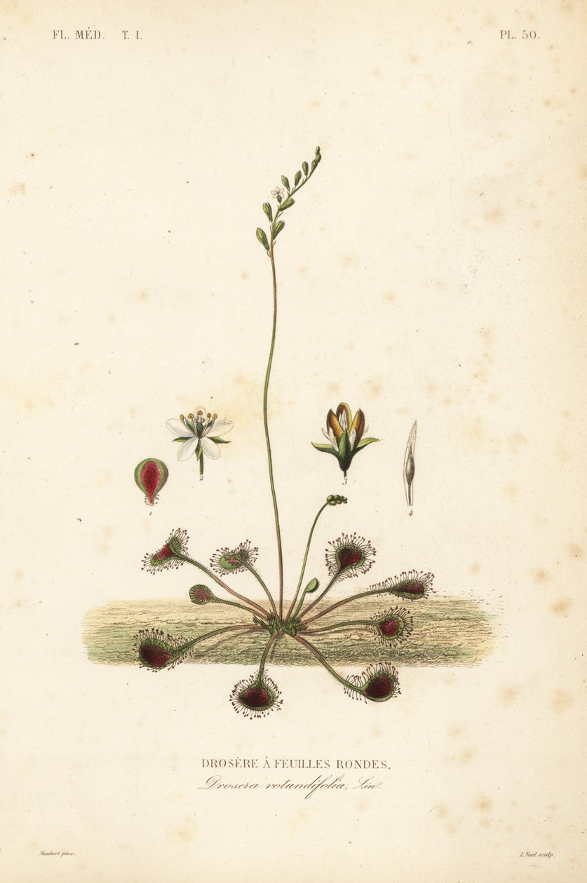 圆叶苏铁或普通苏铁，Drosera rotundifolia, Droserie a feuilles rondes 作者 不明
