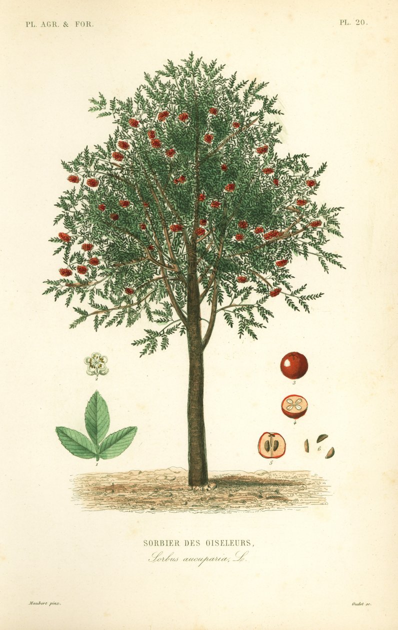 Rowan or mountain ash tree, Sorbus aucuparia, Sorbier des oiseleurs 作者 不明
