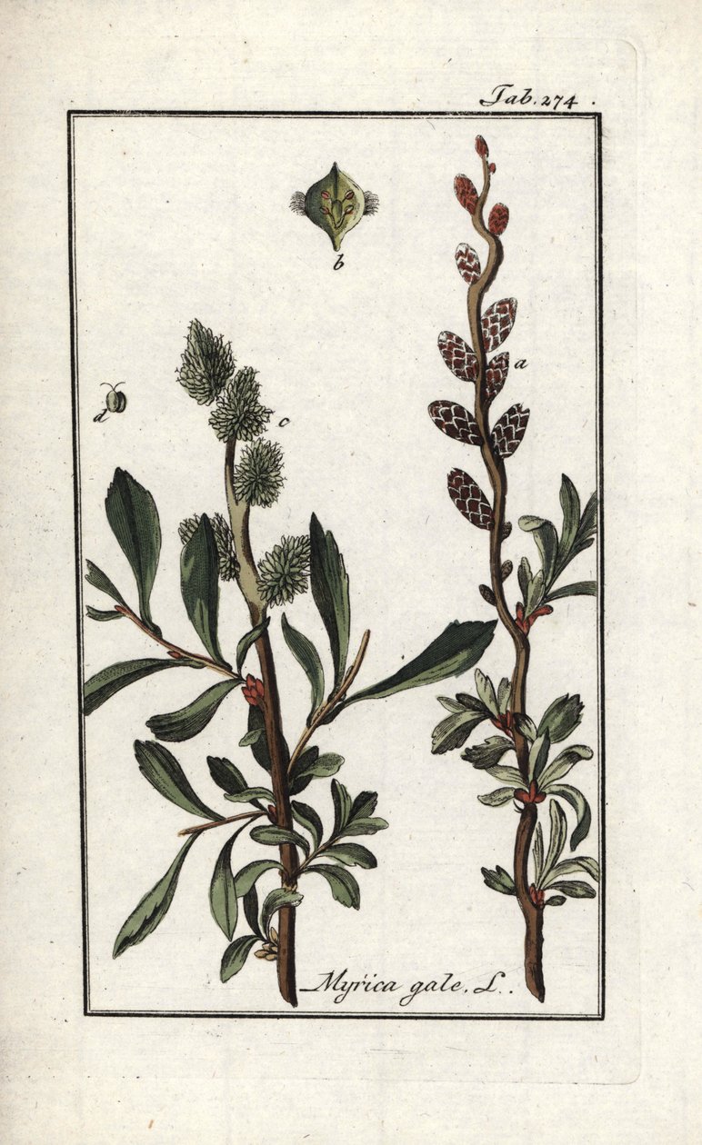 皇家胡椒或沼泽桃金娘（Myrica gale）。石版画，选自约翰内斯-佐恩（1739-1799 年）的 "Afbeelding der Artseny-Gewassen"，荷兰 作者 未知艺术家
