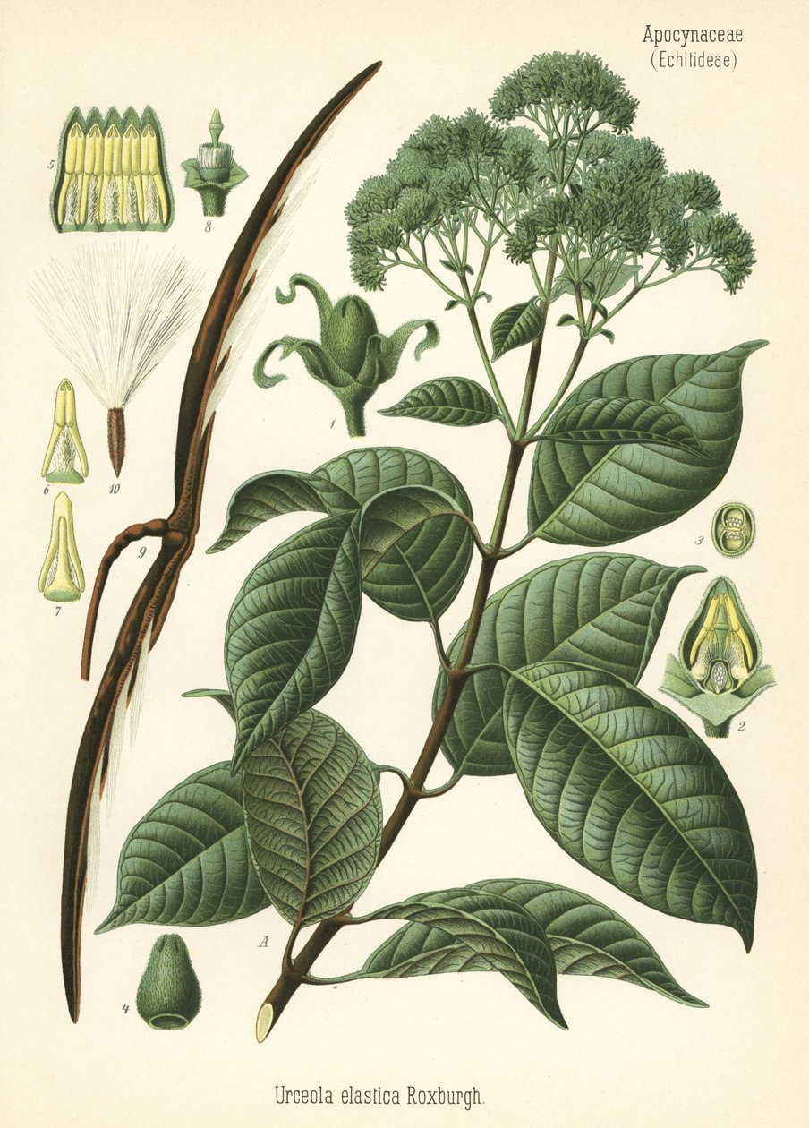 橡胶树，Urceola elastica。根据 Hermann Adolph Koehler 的《药用植物》中的一幅植物插图绘制的彩色石版画，由 Gustav Pabst 编辑，Koehler，德国 作者 未知艺术家