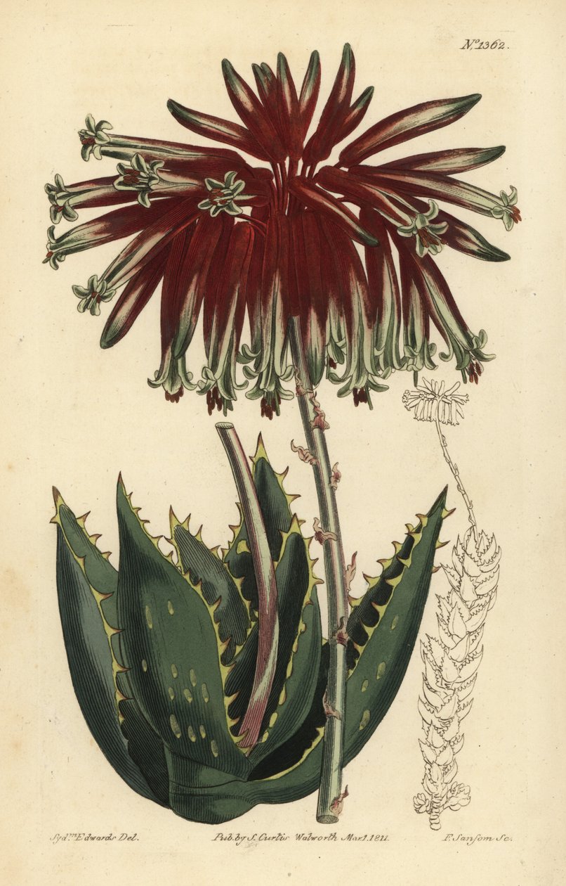 瓦砾芦荟或斜面芦荟，Aloe perfoliata（最小的斜面芦荟，Aloe mitraeformis brevifolia）。 作者 不明