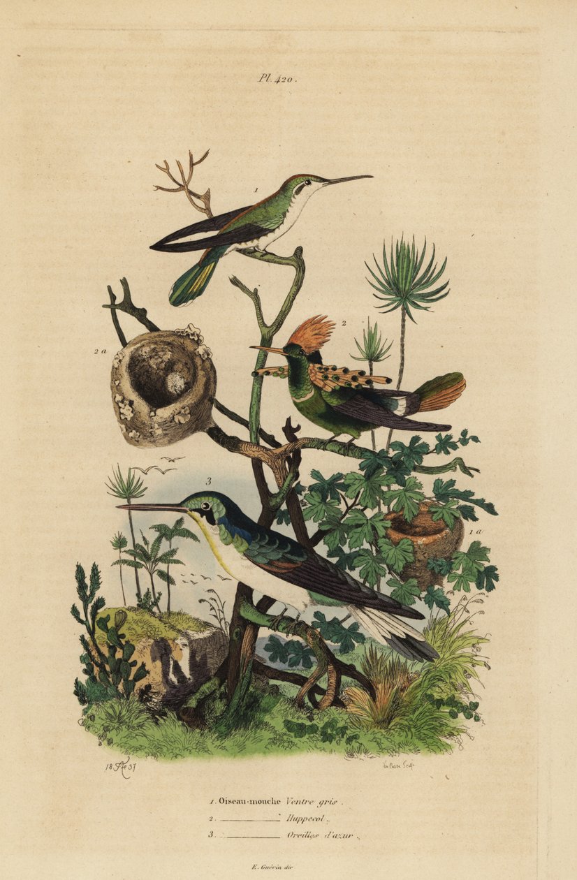红尾蜂鸟（Amazilia tzacatl）、簇绒小鸟（Lophornis ornatus）和黑耳仙子（Heliothryx auritus） 灰色小鸟（Oiseau-mouche ventre gris）、山丘（huppe col）、蔚蓝海岸（oreilles d