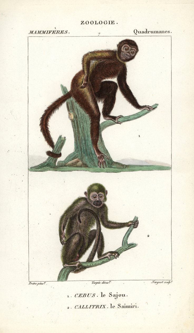 Sajou or saphogano or capuchin and saimiri or squirrel monkey - Eau forte，Jean Gabriel Pretre（1780-1845 年）作，Carnonkel 刻版，为 Frederic Cuvier 编著的《自然科学词典：哺乳动物》所作，Pierre Jean Francois Turpin（1775-1840 年）编辑，已出版。 作者 未知艺术家