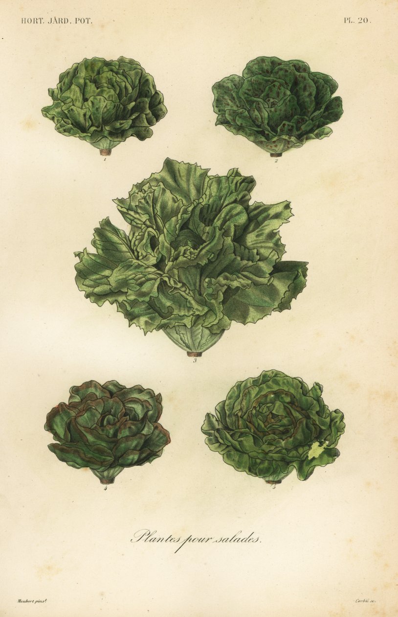 Salad vegetables, plantes pour salades 作者 不明