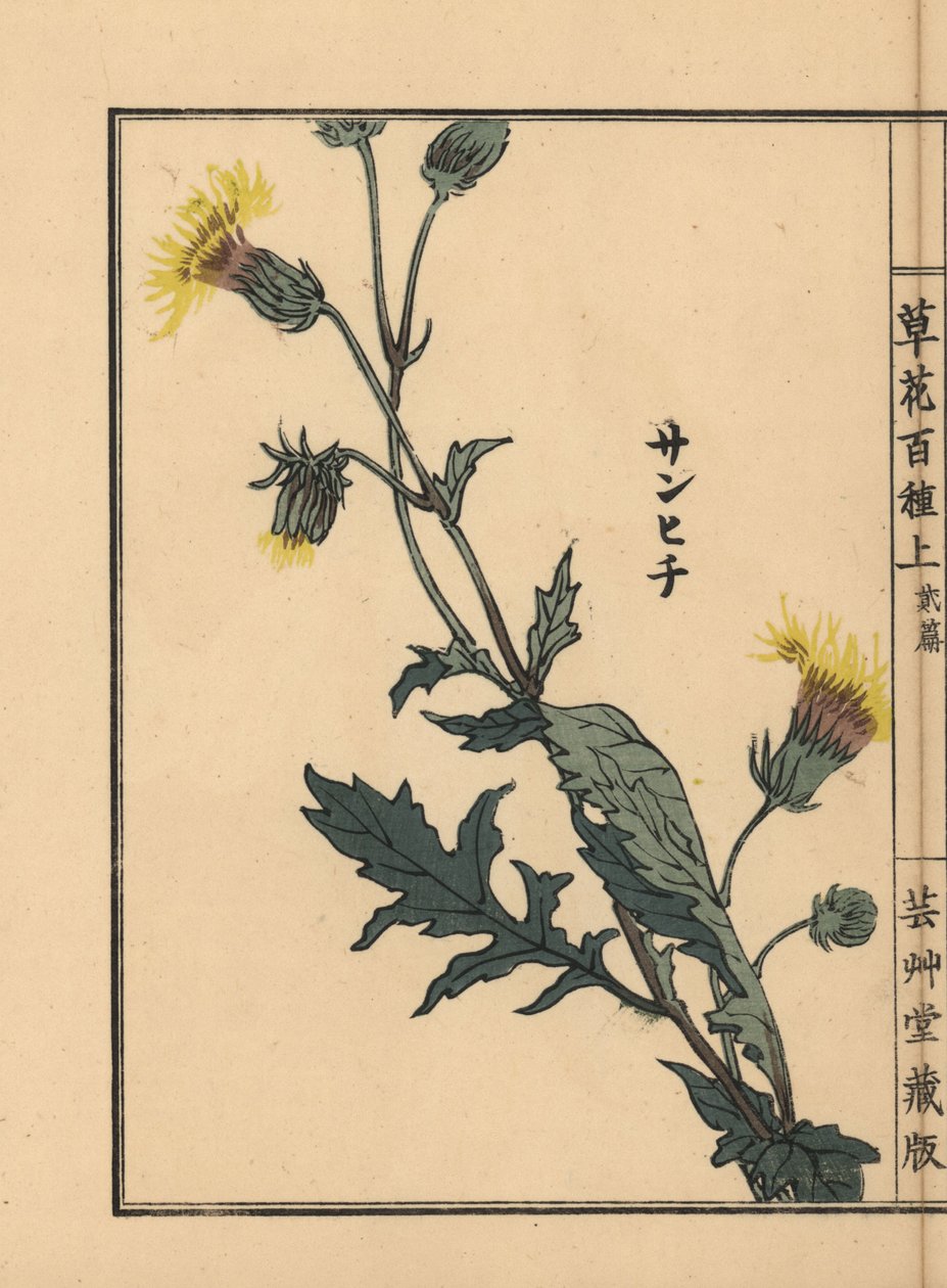 Sanhichisou 或日本紫百合，Gynura japonica。Kono Bairei 的手绘木版画，选自《百花图》，东京，山田 作者 未知艺术家