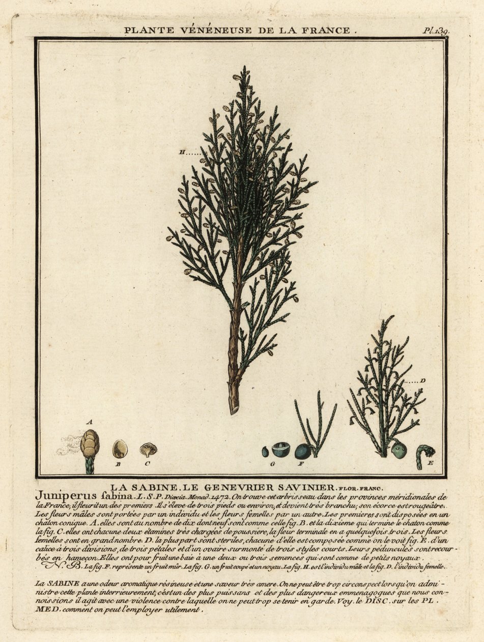 萨文刺柏或萨文杜松（Juniperus sabina）。 作者 未知艺术家