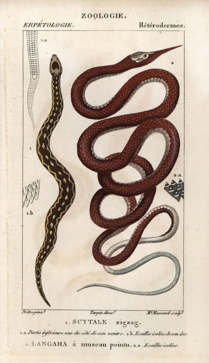 锯鳞蝰，蝎尾蝰，Echis carinatus，以及马达加斯加叶鼻蛇，Langaha a pointu snout，Langaha madagascariensis。1816-1830 年朱西厄《自然科学词典》中的手工彩色铜版stipple版画。鱼类卷 作者 未知艺术家