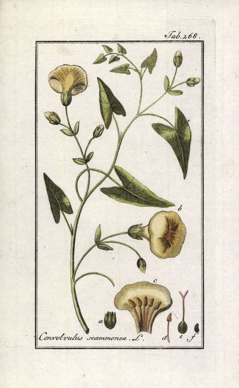Scamonee (Convolvulus scammonia)。石版画，选自约翰内斯-佐恩（1739-1799 年）的 "Afbeelding der Artseny-Gewassen"，荷兰 作者 未知艺术家