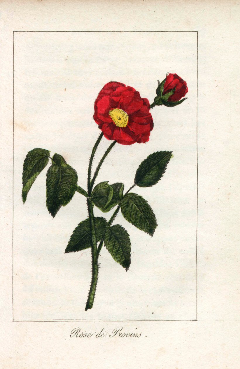 血色普罗旺斯粉红，普罗旺斯玫瑰，Rosa gallica。普鲁德霍姆小姐的插图的手工彩色铜版雕刻，选自《向玫瑰致敬》，巴黎，约 1815 年。这是一本介绍玫瑰历史和十几幅植物微型画的礼品册。 作者 未知艺术家