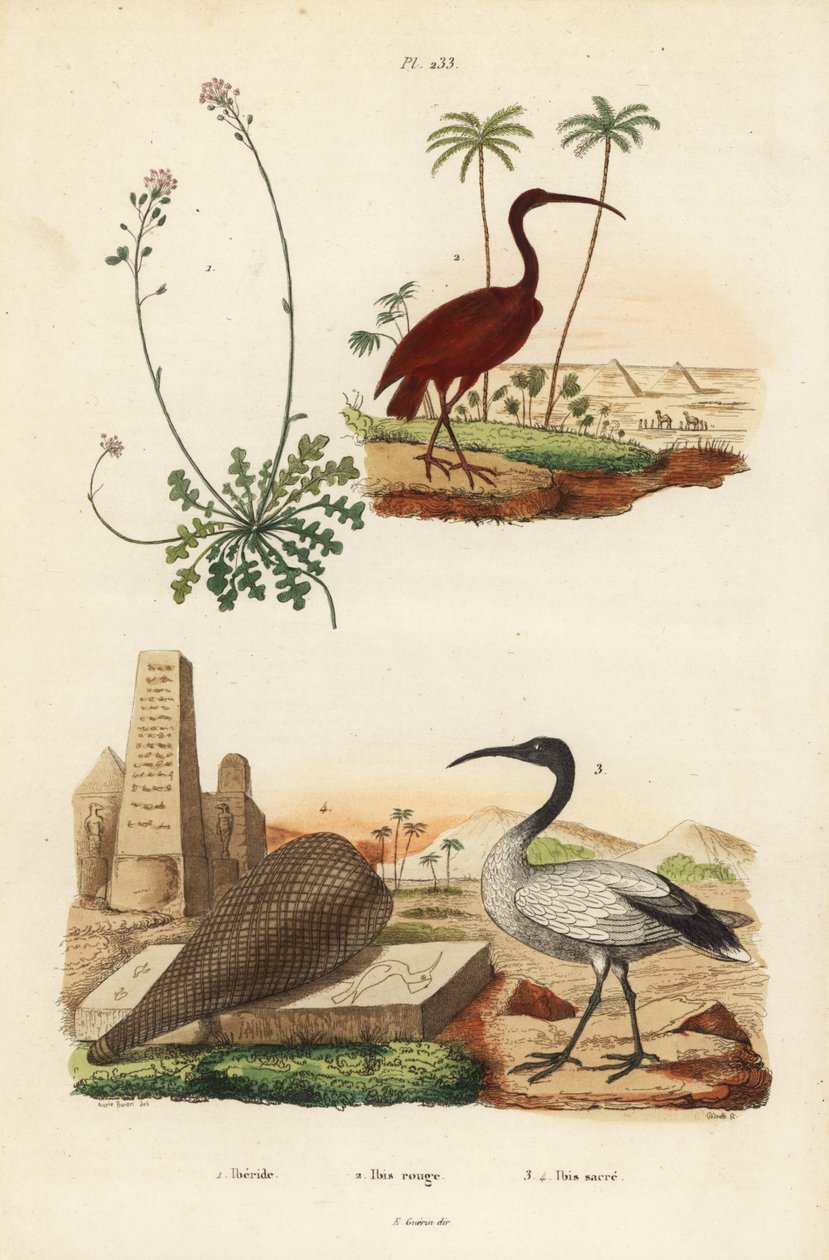 Scarlet ibis, Eudocimus ruber 2, African sacred ibis, Threskiornis aethiopicus 3,4, and candytuft, Iberis sempervirens 1 作者 不明