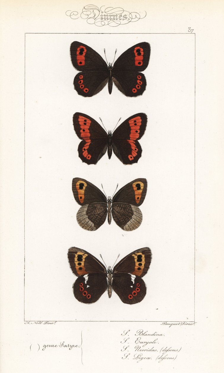 苏格兰箭鱼 Erebia aethiops、大环斑蝶 Erebia euryale、秋环斑蝶 Erebia neoridas（腹面）和阿兰褐蝶 Erebia ligea（腹面）。Pauquet 兄弟根据亚历克西斯-尼古拉斯-诺埃尔（Alexis Nicolas Noel）绘制的 Hippoly 插图绘制的手工彩色钢版画。 作者 未知艺术家