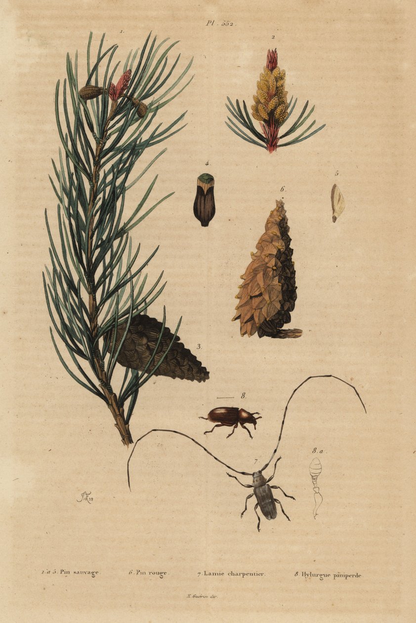 Scots pine, Pinus sylvestris 1-5, and red or Norway pine, Pinus resinosa 6, weaver beetle, Lamia textor 7 and pine beetle, Tomicus piniperda 8 作者 不明