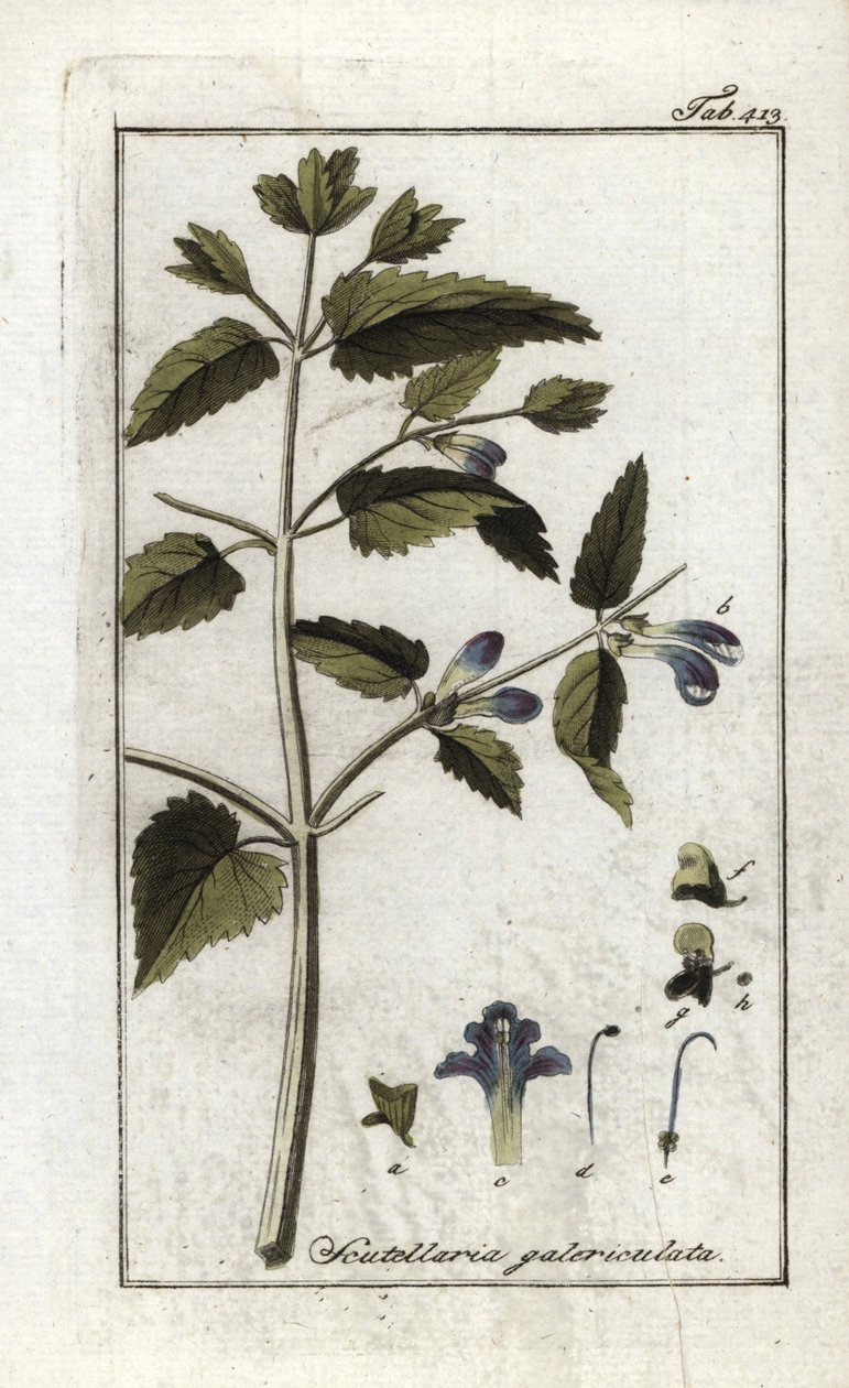 戴头盔或大帽子的黄芩（Scutellaire with helmet or big hat (Scutellaria galericulata)）。石版画，选自约翰内斯-佐恩（1739-1799 年）的 "Afbeelding der Artseny-Gewassen"，荷兰 作者 未知艺术家