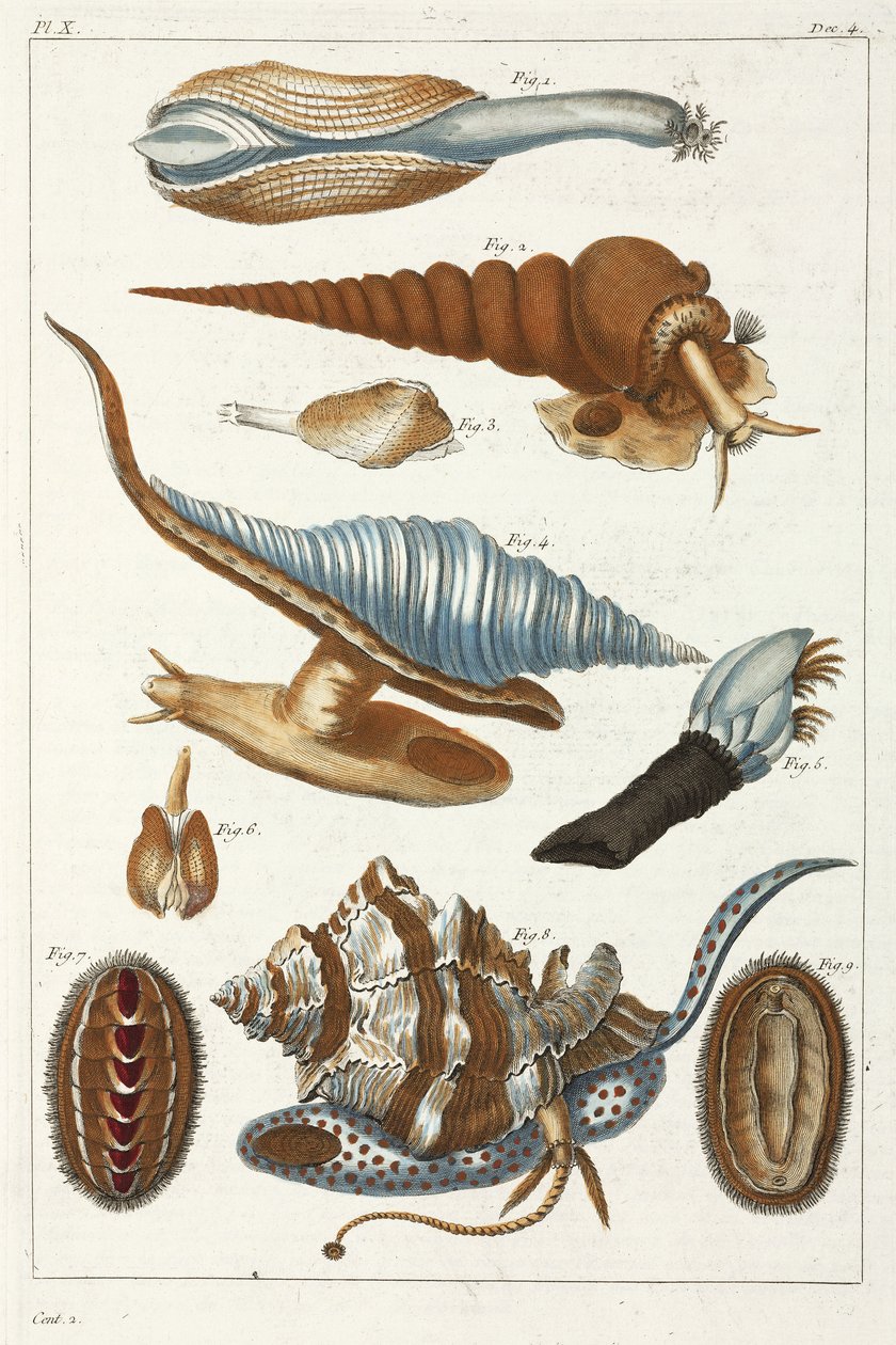 海洋生物 作者 不明