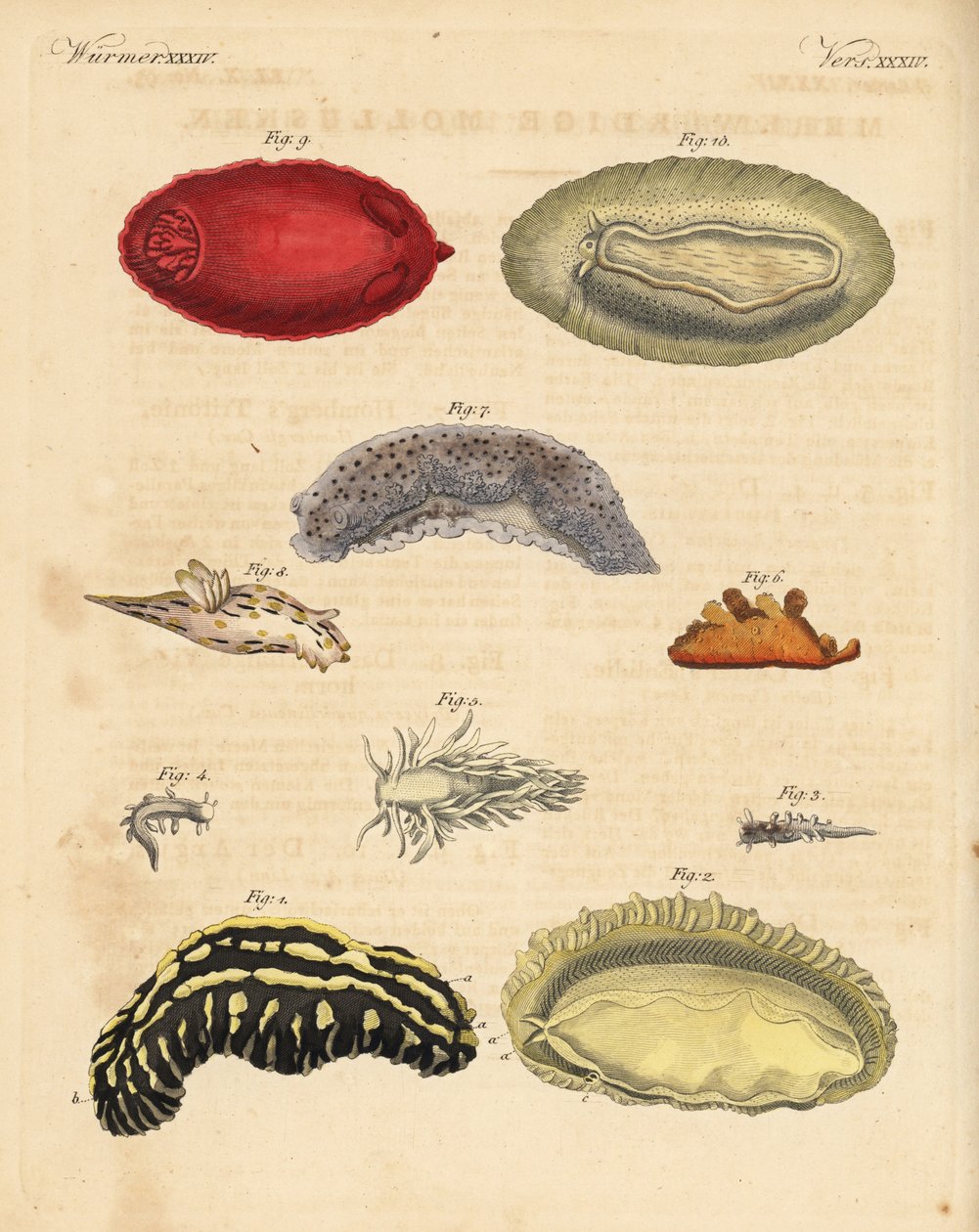 海蛞蝓Phyllidia varicosa 1,2、Tergipes limacina 3,4、Aeolidia papillosa 5、Scyllaea pelagica 6、Tritonia hombergii 7、Polycera quadrilineata 8 和 Platydoris argo 9,10。Friedrich Johann Bertuch 的《Bilderbuch fur》中的手工彩色铜版雕刻。 作者 未知艺术家