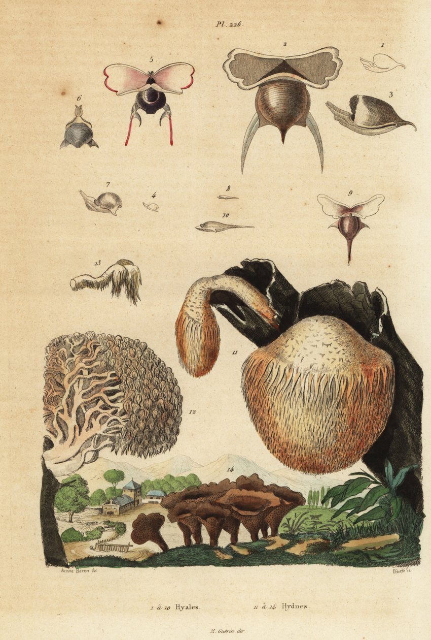 Sea snails, Diacavolinia limbata and Diacria trispinosa 1-10, and Hydnum mushrooms, hedgehog mushroom, Hydnum repandum 14, coral tooth mushroom, Hericium coralloides 12, etc 作者 不明