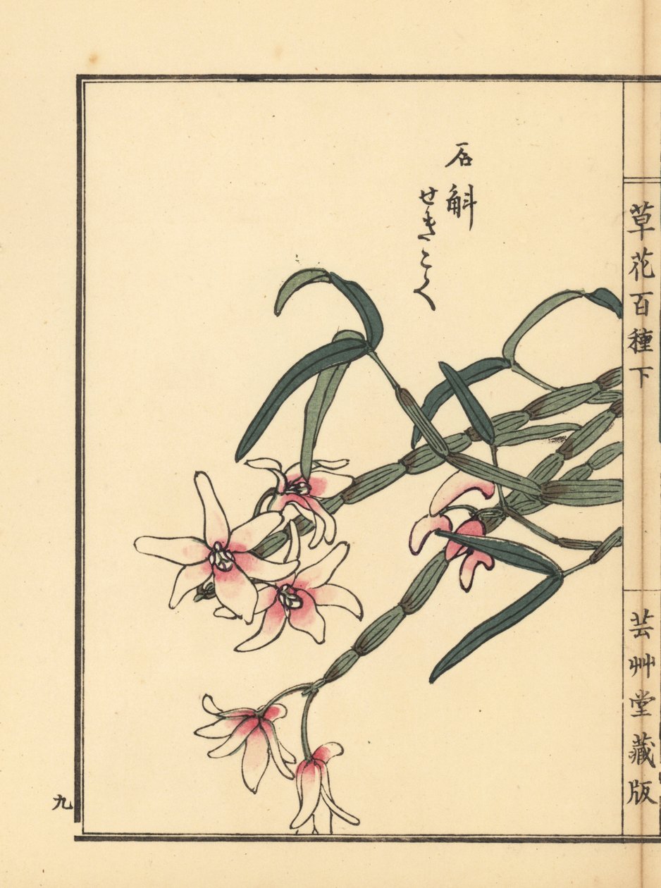 Sekkoku，莫氏石斛或日本石兰，Dendrobium moniliforme。Kono Bairei 的手绘木版画，选自《百花图》，东京，Yamada。 作者 未知艺术家