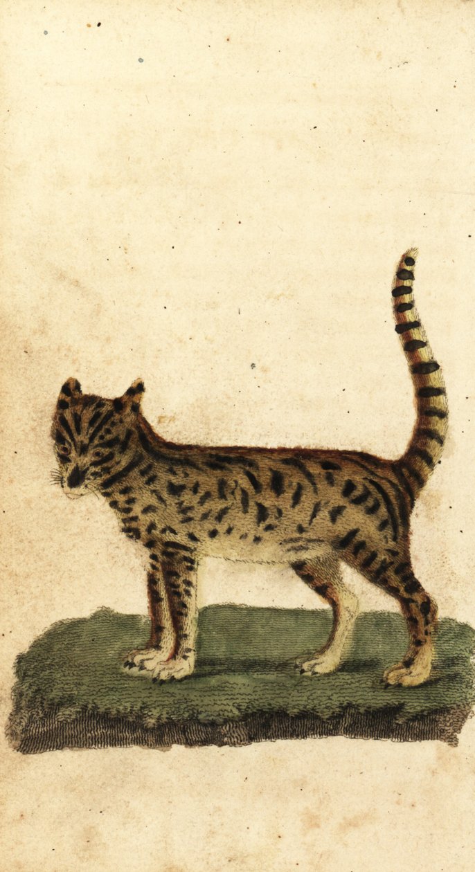 薮猫，Leptailurus serval，1800 年（雕刻） 作者 未知艺术家