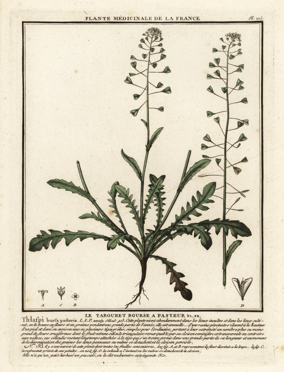 荠菜，Capsella bursa-pastoris。 作者 未知艺术家