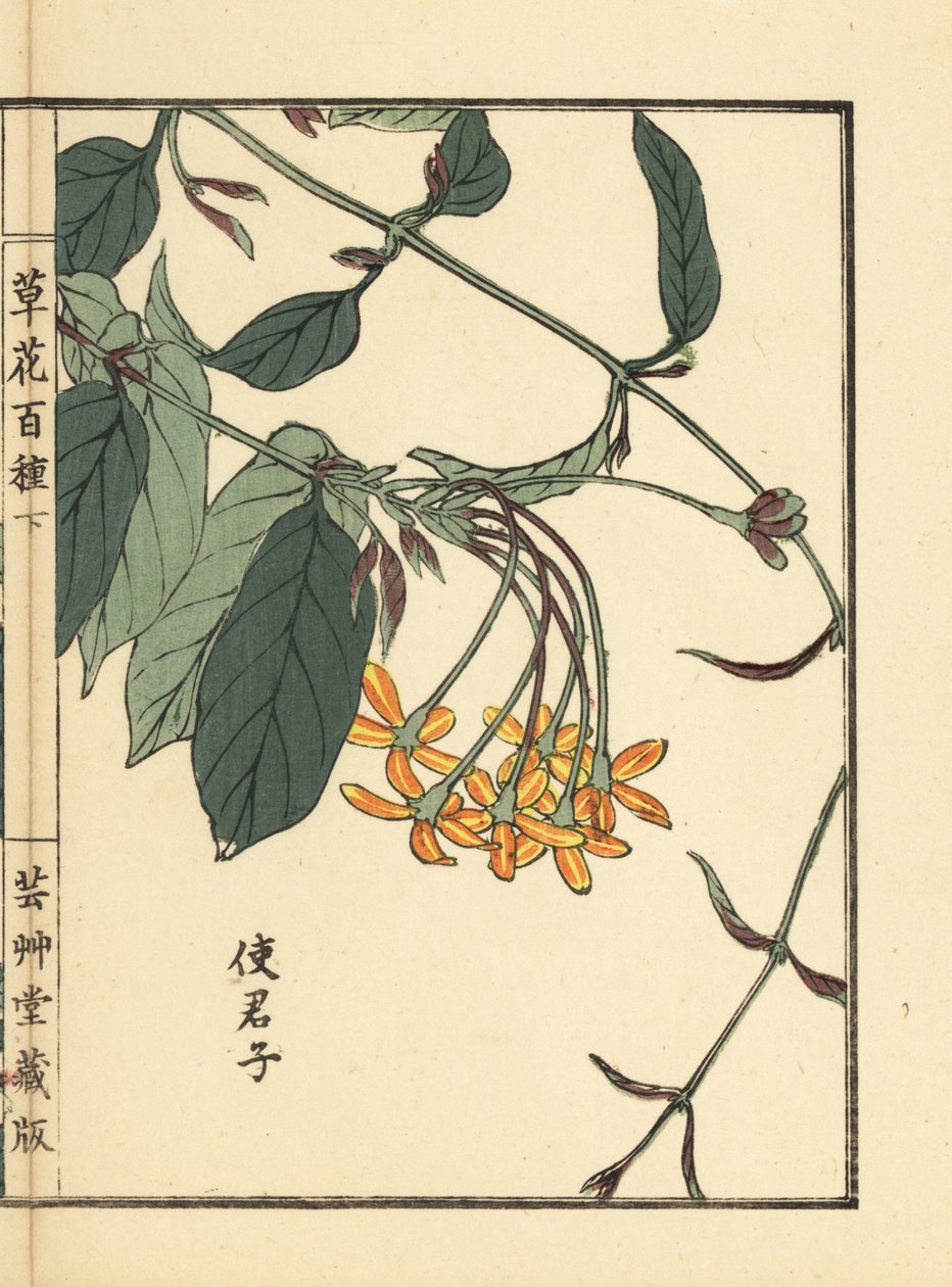 Shikunshi, Chinese honeysuckle or Rangoon creeper, Combretum indicum (Kono Bairei 的手绘木版画，选自东京的 Kusa Bana Hyakushu (《百花图》))：山田 作者 未知艺术家
