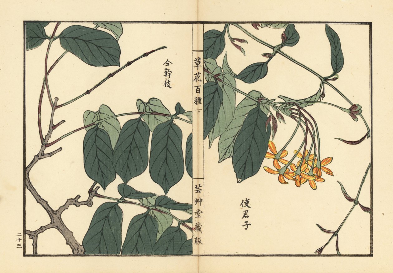 Shikunshi, Chinese honeysuckle or Rangoon creeper, Combretum indicum (Quisqualis indica) Kono Bairei 手工彩色木版画，选自 Kusa Bana Hyakushu（《百花图》），东京，Yamada 作者 未知艺术家