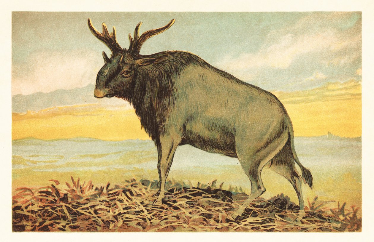 湿婆神兽，Sivatherium giganteum.1908（石版画） 作者 未知艺术家