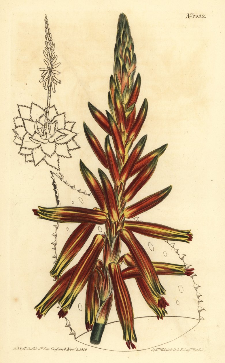 短叶芦荟，Aloe brevifolia var 作者 不明