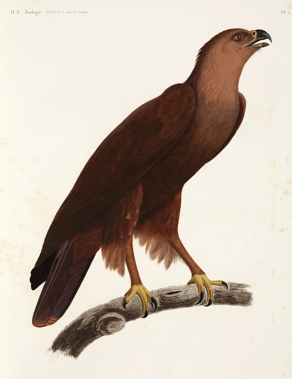 Shrill Eagle，埃及 作者 未知艺术家