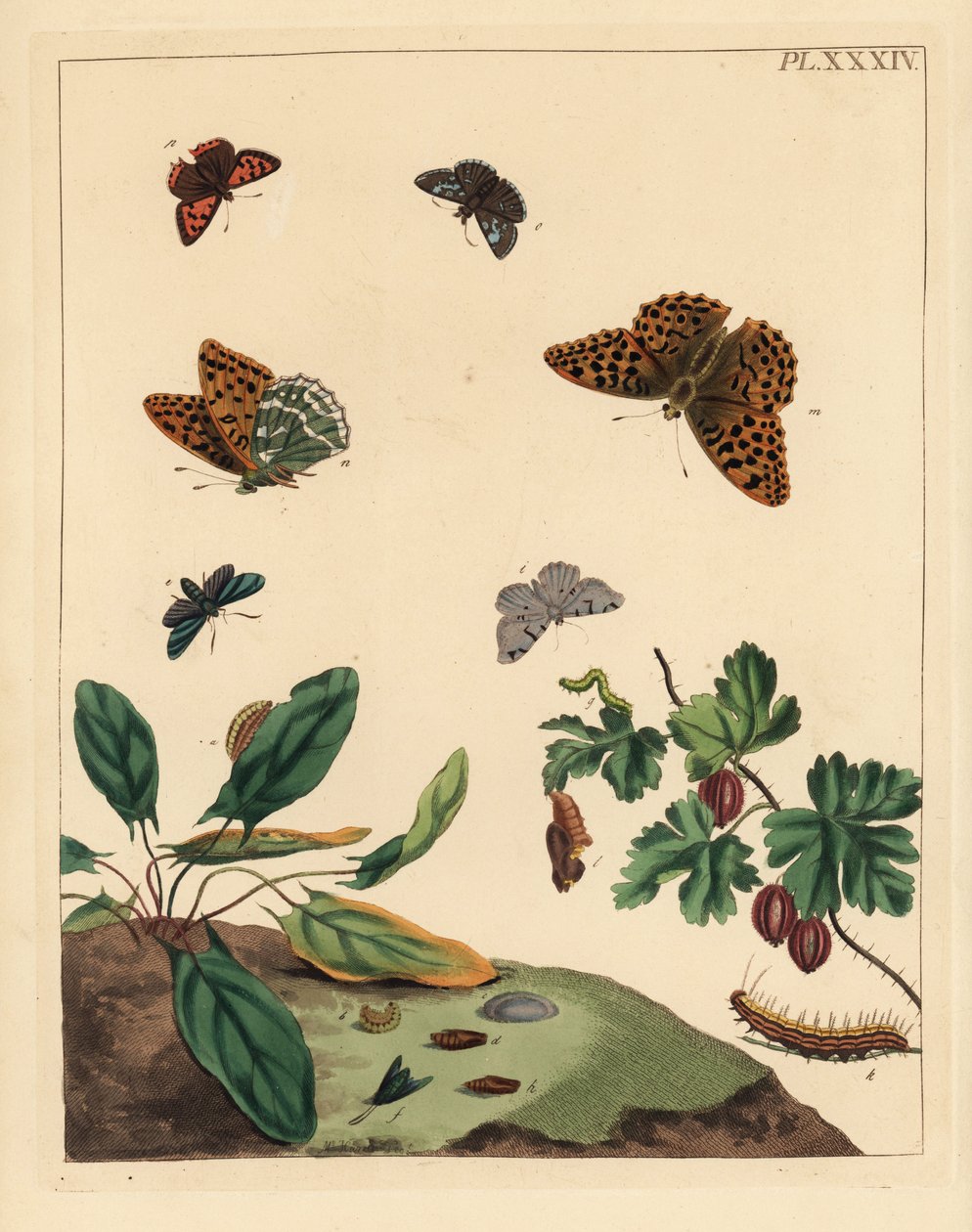 银粉蝶（Argynnis paphia）、森林蛾（Adscita statices）、鹅莓蛾（Halia vauaria）、小铜蝶（Lycaena phlaeas）、缟蝶（Erynnis tages）和鹅莓丛（Ribes grossularia）。手绘石版画 作者 未知艺术家