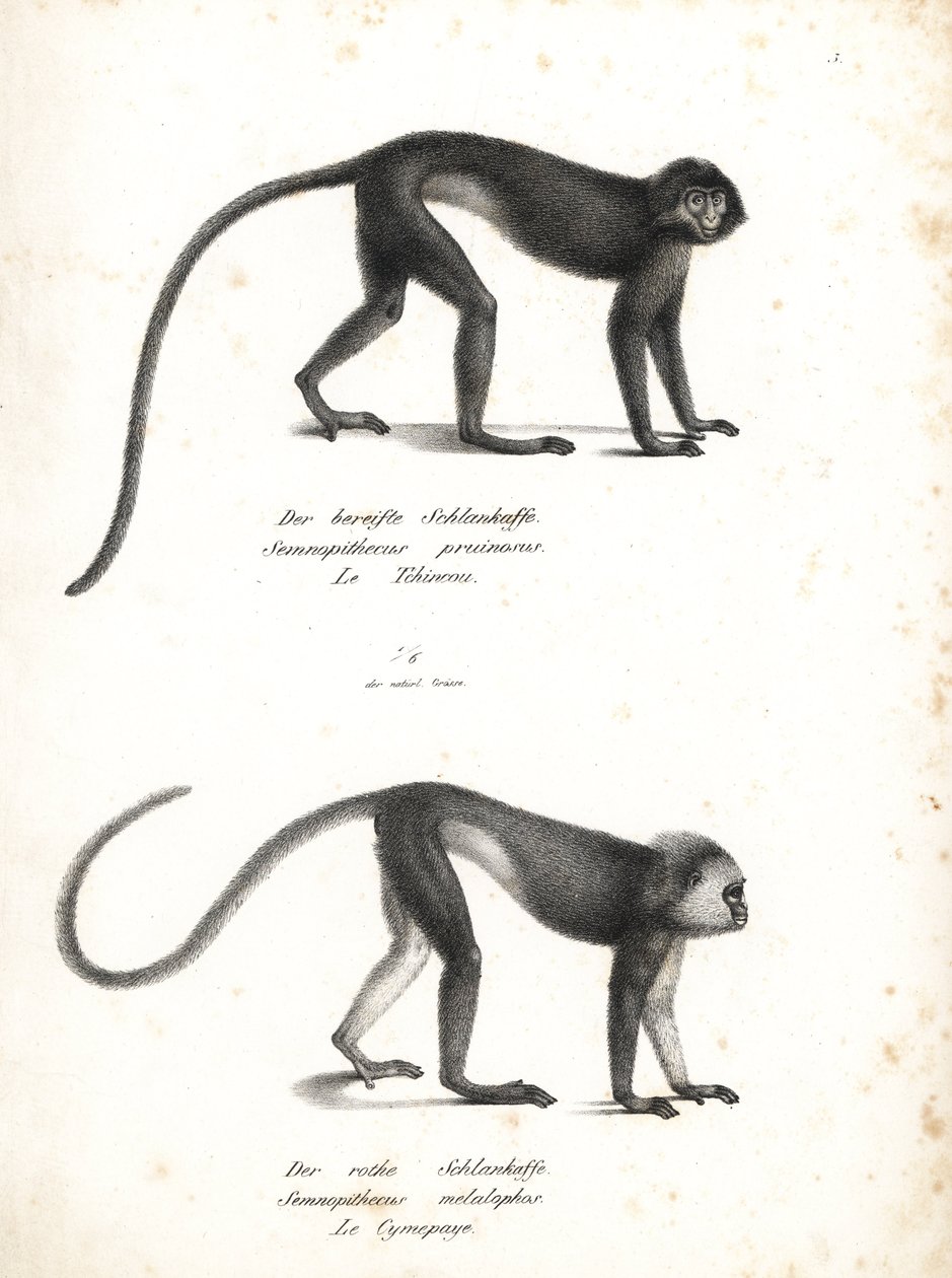 濒临灭绝的银栗鼠（Trachypithecus cristatus (Semnopithecus pruinosus)）和苏门答腊栗鼠（Presbytis melalophos (Semnopithecus melalophos)）。卡尔-约瑟夫-布罗德曼（Karl Joseph Brodtmann）绘制的石版画，选自海因里希-鲁道夫-申茨（Heinrich Rudolf Schinz）的《动物自然史图解》，Zu. 作者 未知艺术家