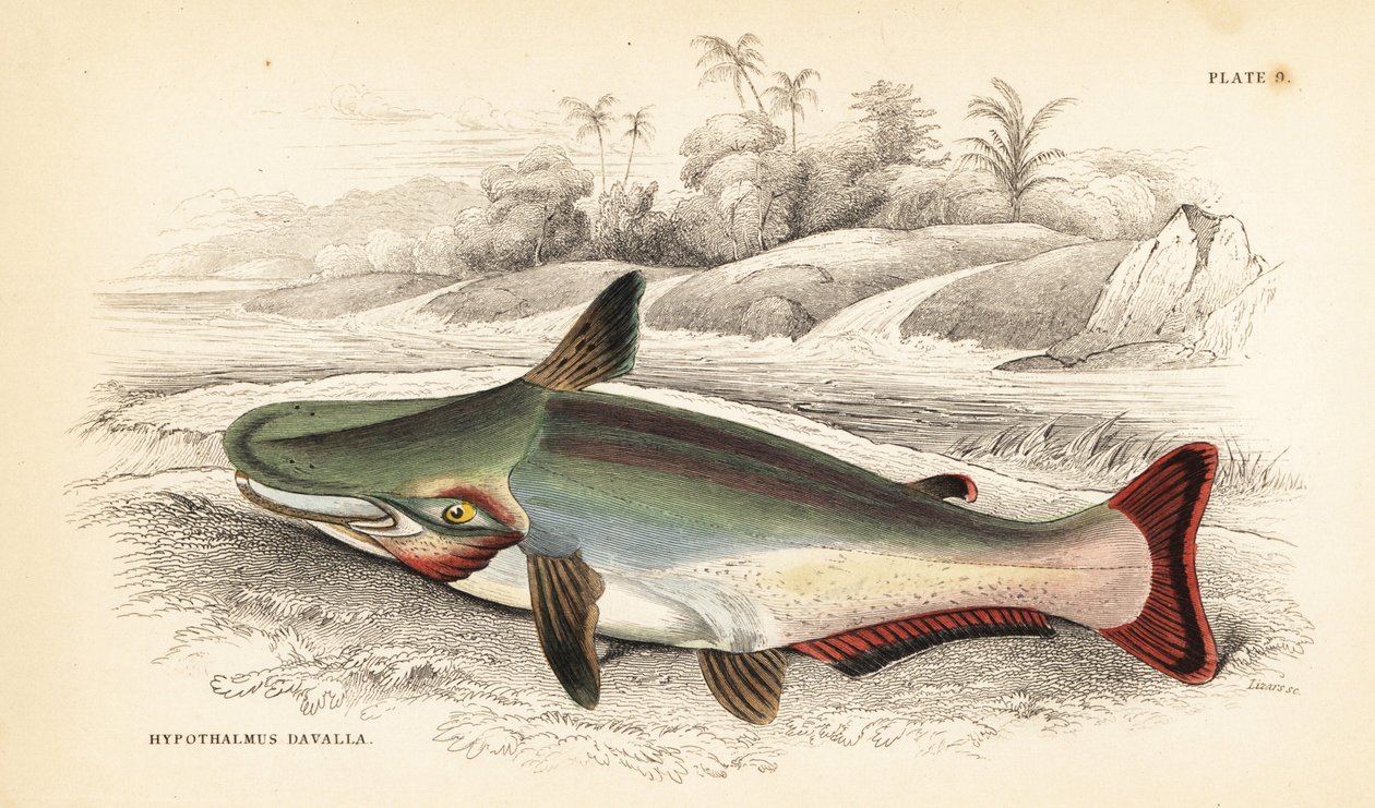 坡头鲶，Ageneiosus inermis（阿拉瓦克人的 Dawalla，Hypothalmus davalla）。W.H. Lizars 根据詹姆斯-斯图尔特（James Stewart）的插图手工绘制的彩色钢板雕刻，插图选自罗伯特-朔姆堡（Robert Schomburg）的《圭亚那的鱼类》（Fishes of Guiana），该书是威廉-怡和爵士（Sir William Jardine）的《博物学家文集》的一部分。 作者 未知艺术家