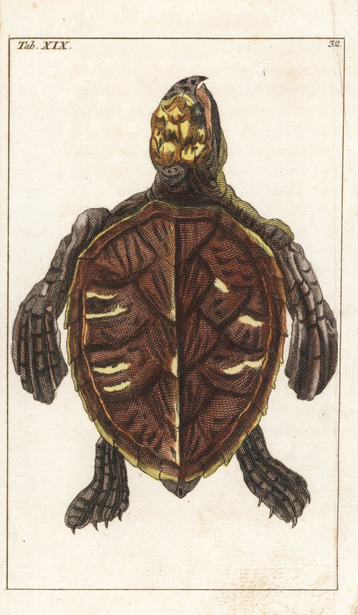 Snack Turtle or Scale Turtle - Strong Water，作者 Gottlieb Tobias Wilhelm（1758-1811 年），选自《自然史百科全书》：两栖动物 作者 未知艺术家