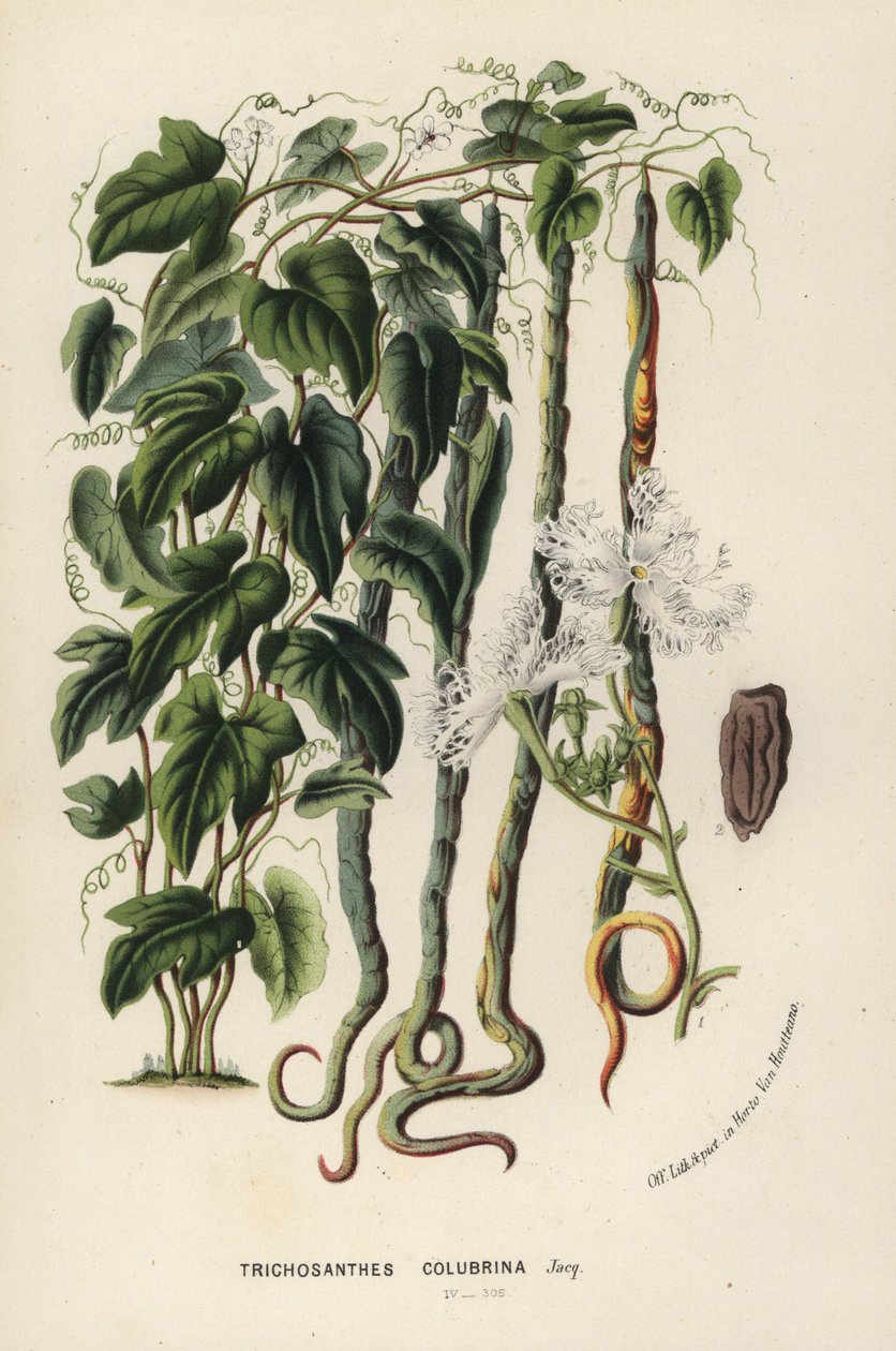 蛇葫芦，Trichosanthes cucumerina（蛇黄瓜或毛花，Trichosanthes colubrina）。手绘石版画，选自 Louis van Houtte 和 Charles Lemaire 的《欧洲花园和暖房的花》，Flore des Serres et des Jardins de l