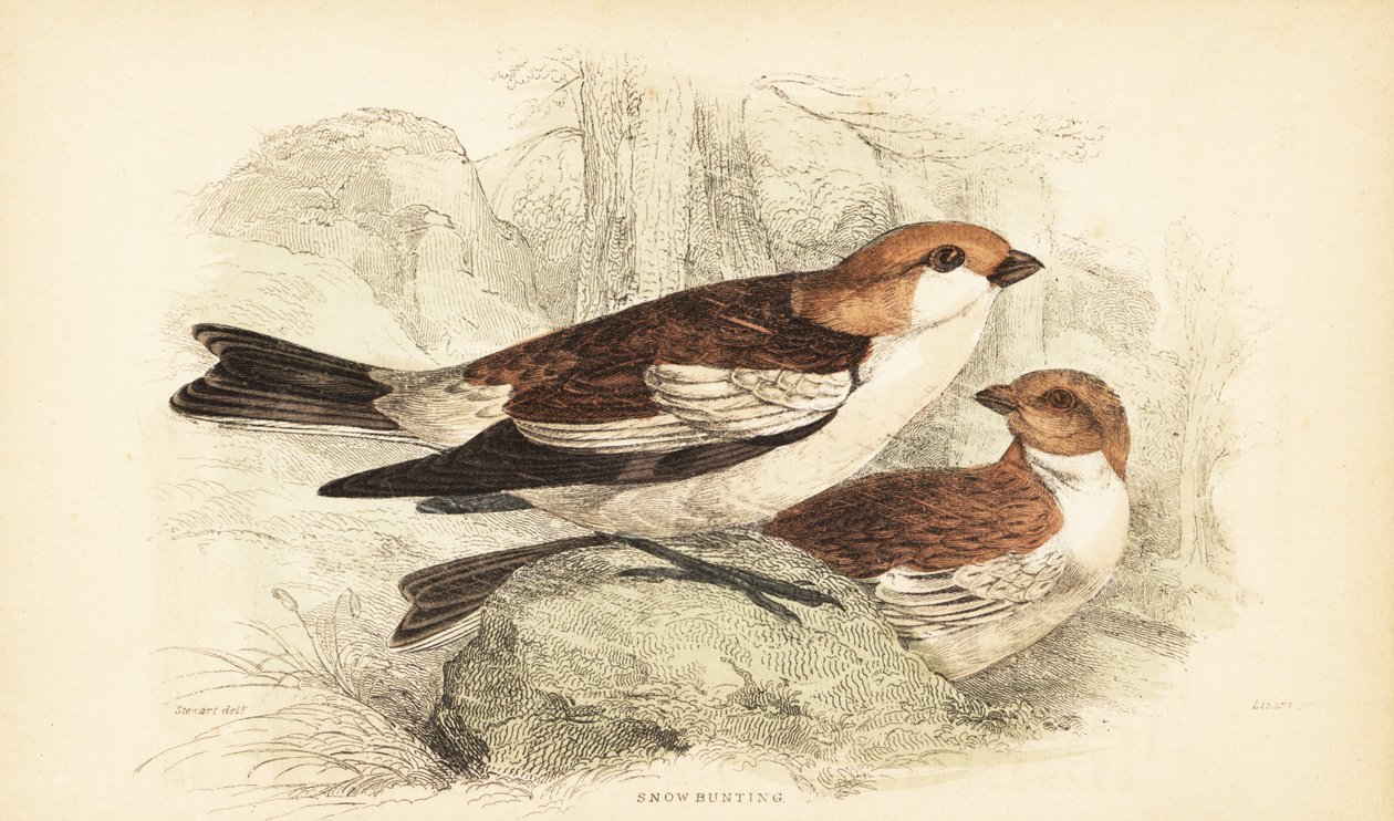 雪鹀，Plectrophenax nivalis.1889（雕刻） 作者 未知艺术家