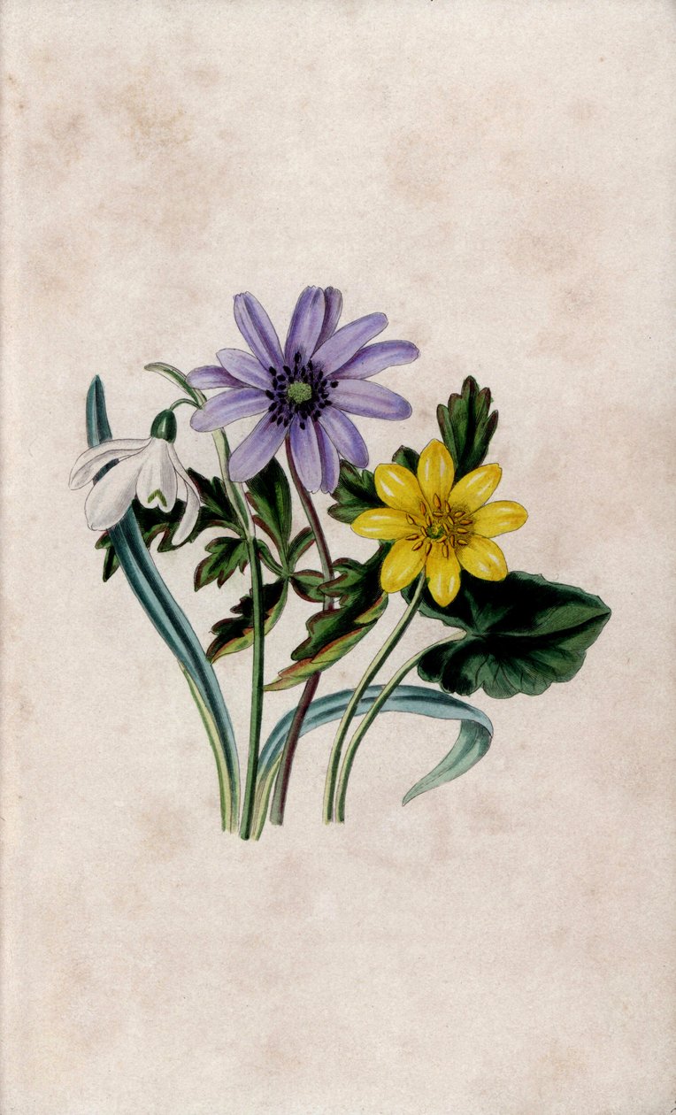 雪刺花、蓝葵和小白兰花。路易莎-安妮-特瓦姆利（1812-1895 年）在《我们的野花》中的石版画，查尔斯-蒂尔特，英国伦敦 作者 未知艺术家