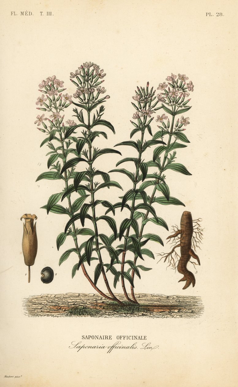 皂角或皂角草，Saponaria officinalis，Saponaire officinale 作者 不明