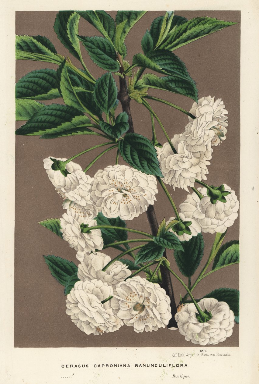 酸樱桃树，Prunus cerasus (caproniana ranunculiflora)。手绘彩色石版画，选自 Louis van Houtte 和 Charles Lemaire 的《欧洲花园和暖房之花》，Flore des Serres et des Jardins de l