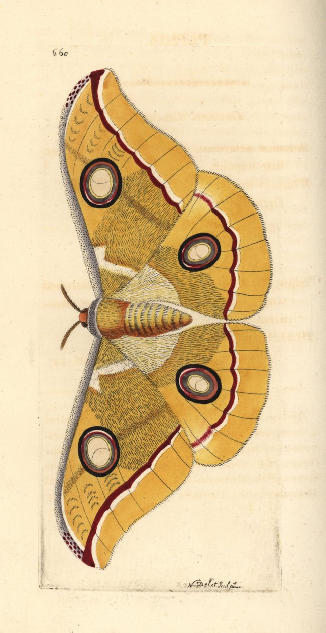 南印度小羚羊，Antheraea paphia（Phalaena paphia）。插图由理查德-波利多尔-诺德绘制并雕刻。乔治-肖和弗雷德里克-诺德的《博物学家杂录》中的手工彩色铜版雕刻，伦敦 作者 未知艺术家