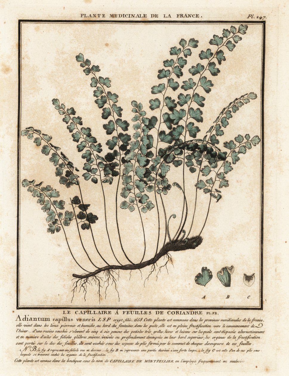 南方蕨类植物 Adiantum capillus-veneris。 作者 未知艺术家
