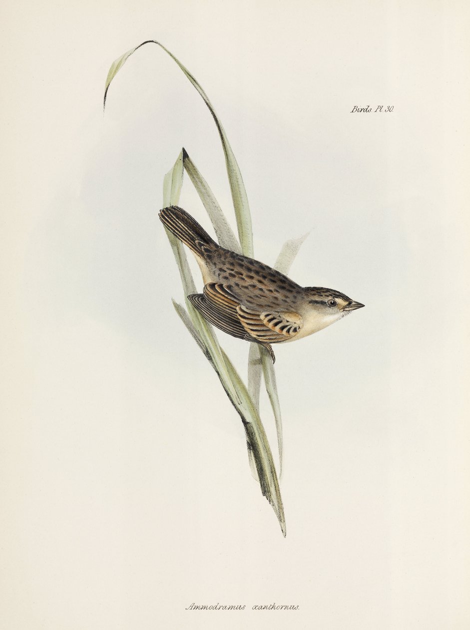 麻雀或雀，c 1832-1836 作者 未知艺术家