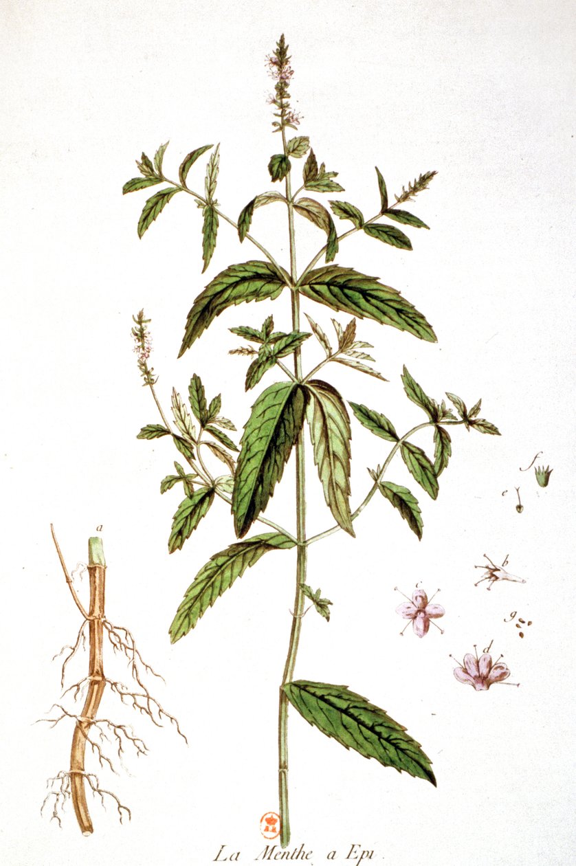 薄荷 作者 未知艺术家