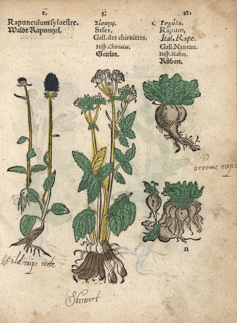 穗状坡缕菜（Phyteuma spicatum）、裙带菜（Sium sisarum）和芜菁（Brassica rapa）。手绘木刻版画，选自 Adam Lonicer 的《Krauterbuch》或《草药》，法兰克福 作者 未知艺术家